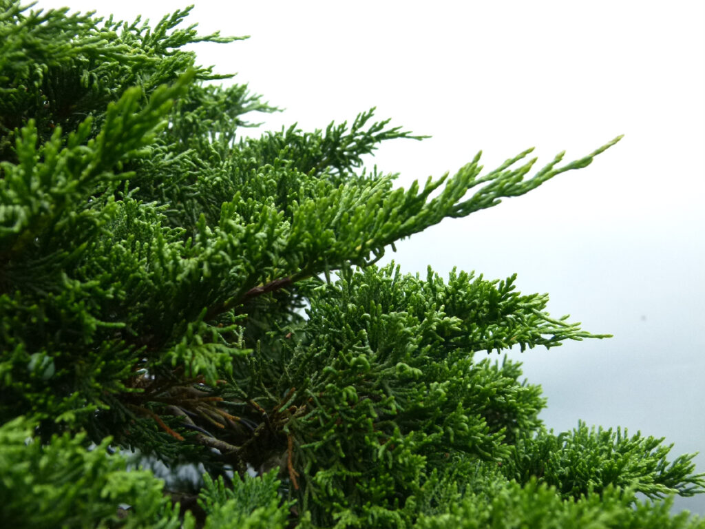 Sabina juniper bonsai running shoots