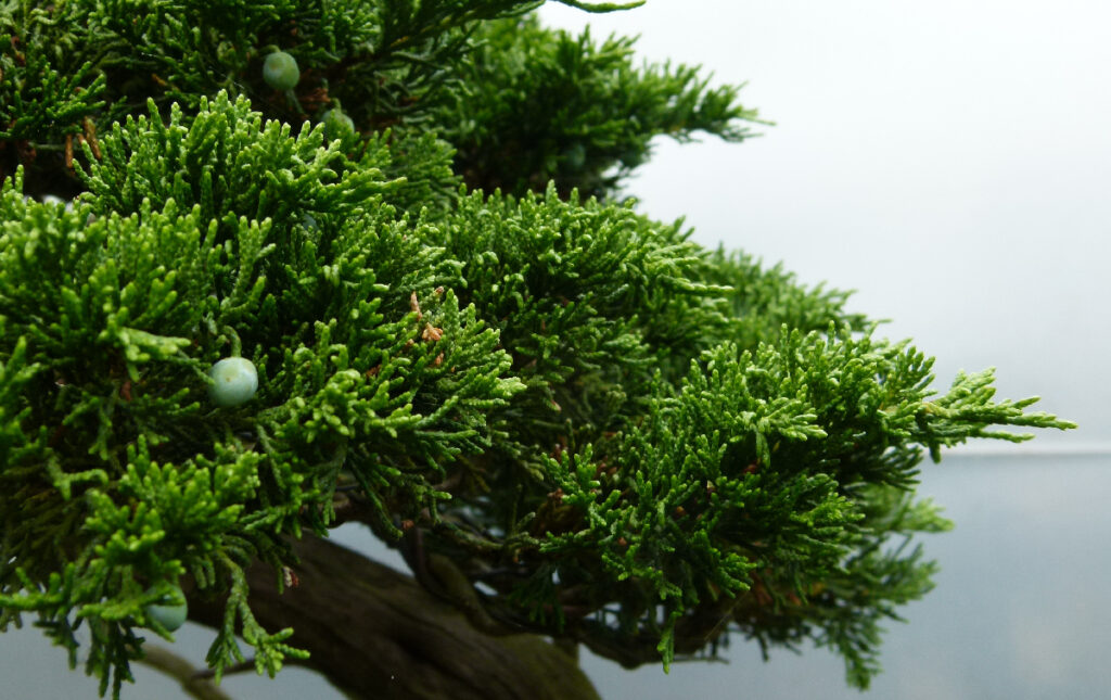 Sabina juniper bonsai foliage close up