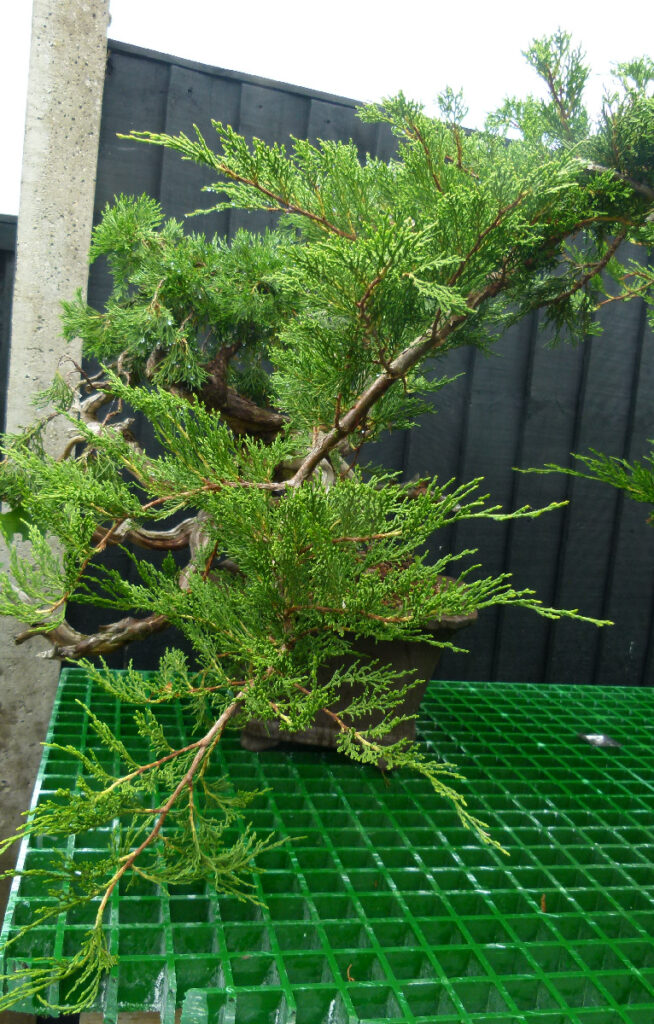 Sabina juniper bonsai showing a running shoot