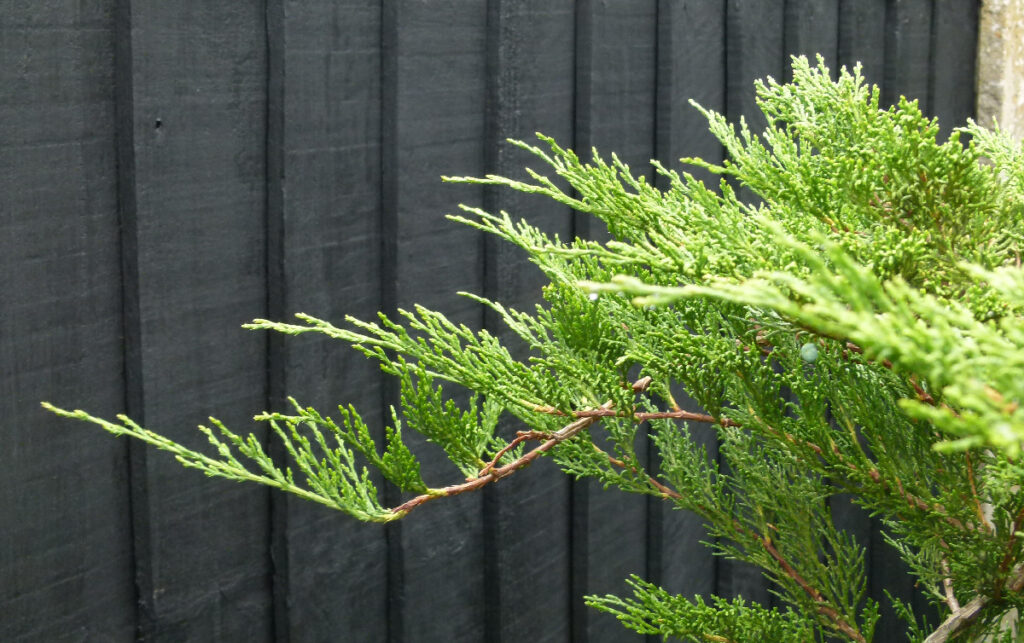 Sabina juniper bonsai showing strong running shoots
