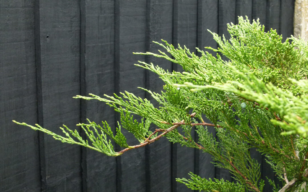 I know less now than when I started –  Sabina Juniper Bonsai