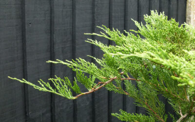 I know less now than when I started – Sabina Juniper Bonsai