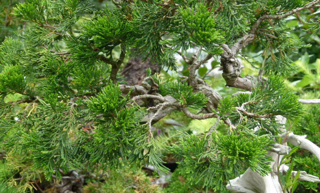 sabina juniper bonssai showing back budding.