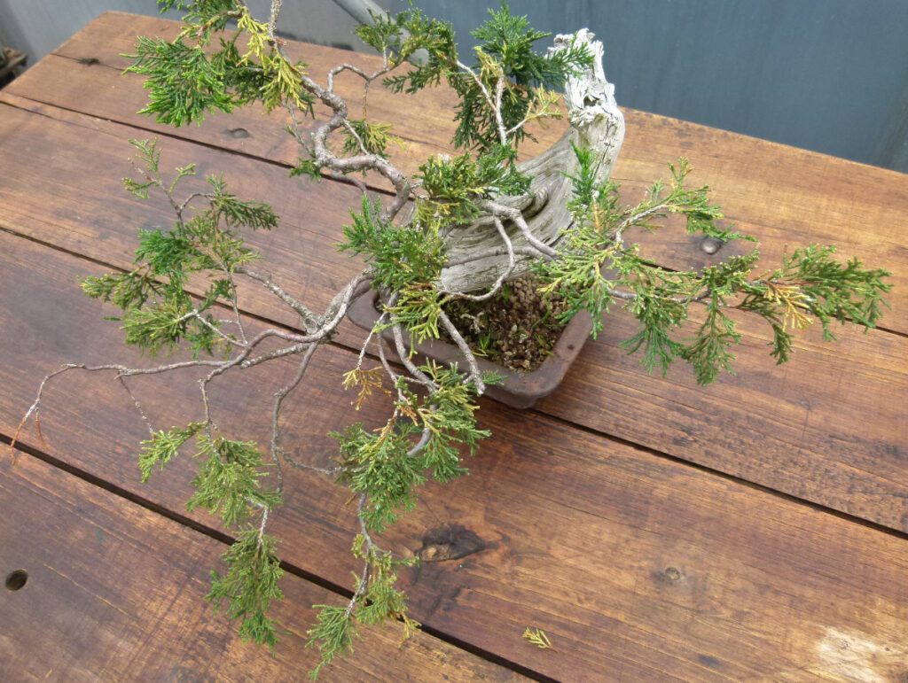 shohin size yamadori sabina juniper.