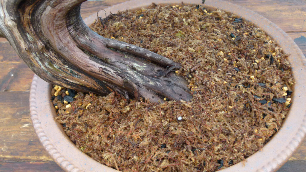 Sabina juniper bonsai with moss covering after repotting